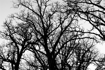 Dark bare branches entangled together 