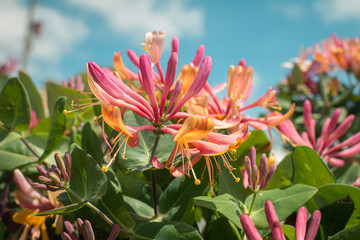 Honeysuckle 