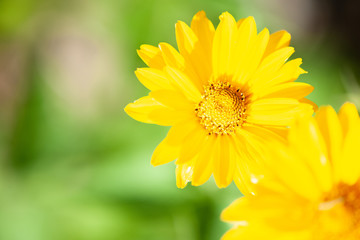 Yellow Daisy close up of pedals