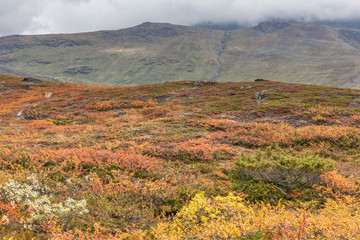 autumn view of Sarek National Park, Lapland, Norrbotten County, Sweden, near border of Finland, Sweden and Norway. selective focus