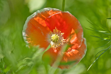 red poppy on green background