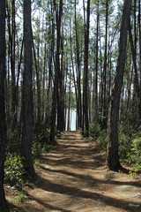 Fototapeta premium sendero lago arboles