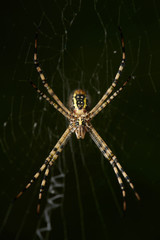 araña