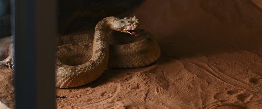 Horned viper snake looking straight forward and opening its mouth. Also known as the sidewinder (Crotalus cerastes), it is a venomous pit viper species. SLOW MOTION, BMPCC 4K.