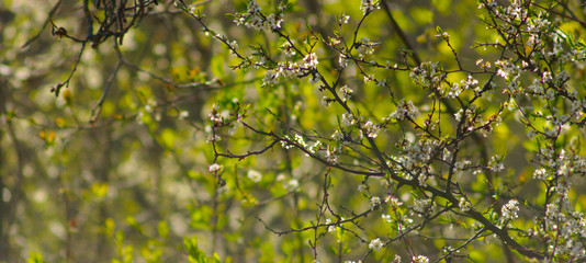 panorama of white flowers of wild plum shrubs