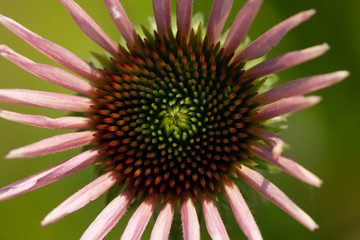 Macro close up pink flower blossom