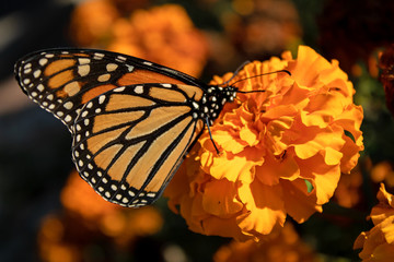 Monarch butterfly