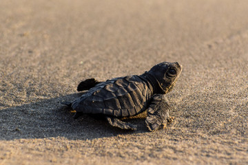 TORTUGA EN TONO CALIDO DE PERFIL 