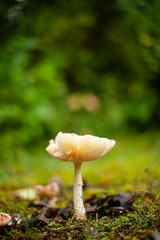 wild mushroom in mossy forest floor