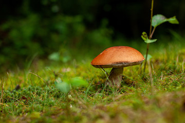 wild mushroom in mossy forest floor