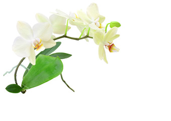 Orchid sprig with white flowers, buds and leaves, isolated on a white background. Copy space.