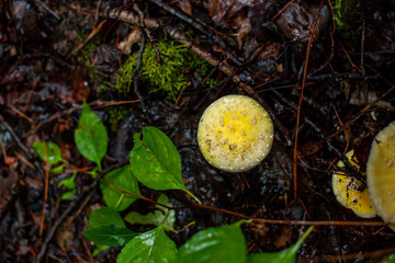 wild mushroom in mossy forest floor