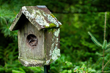 bird house in the forest