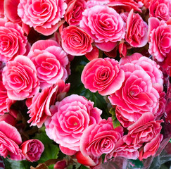 Pink roses for sale background.