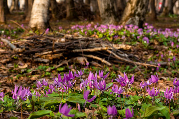 森の中のカタクリの花の群生