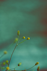Flores de dente leão isoladas em um cenário triste