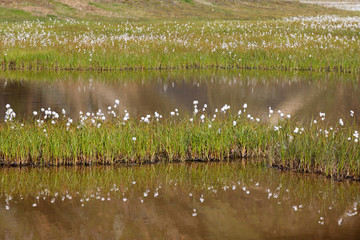 Landmannalaugar / Iceland - August 15, 2017: Artic cotton reflecting in a river at Landmannalaugar park, Iceland, Europe