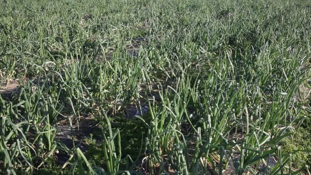 Rows of green onions growing on large plantation with polyethylene mulch on soil