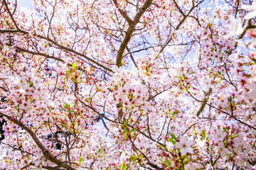 cherry tree blossom, sakura flowers, pink spring seasonal floral background