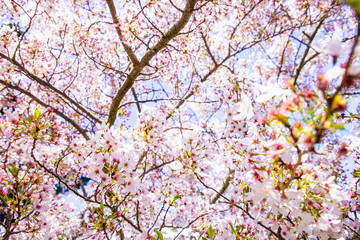 cherry tree blossom, sakura flowers, pink spring seasonal floral background