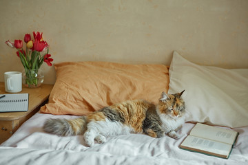 Ginger, tricolor cat relaxing on in the bed. Cozy concept.