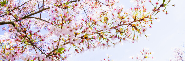 cherry tree blossom, sakura flowers, pink spring seasonal floral background