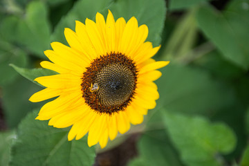 sunflower in the garden