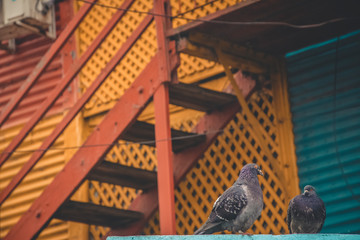 birds bellow the upstairs