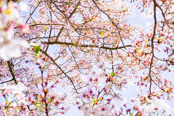 cherry tree blossom, sakura flowers, pink spring seasonal floral background