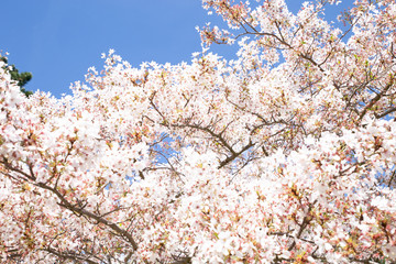 cherry tree blossom, sakura flowers, pink spring seasonal floral background