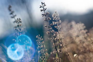 Last year dried wild flowers and grass in off-season time. Bright backlight with blue natural lens...