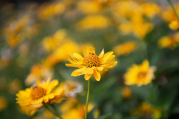 flower bed of yellow daisy flowers

