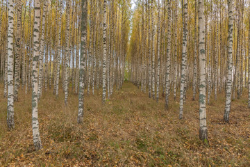 Birch trees with fresh green leaves in autumn. Sweden, selective focus