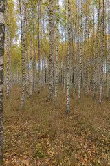 Fototapeta premium Birch trees with fresh green leaves in autumn. Sweden, selective focus