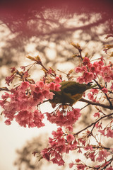 bird on a branch of pink cherry blossom flowers