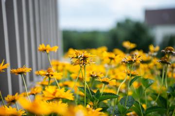 flower bed of yellow daisy flowers

