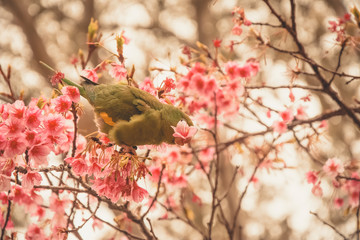 bird on a branch of pink cherry blossom flowers