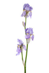 Fototapeta na wymiar Detailed view of a light purple Iris germanica / bearded iris. Isolated on white background.