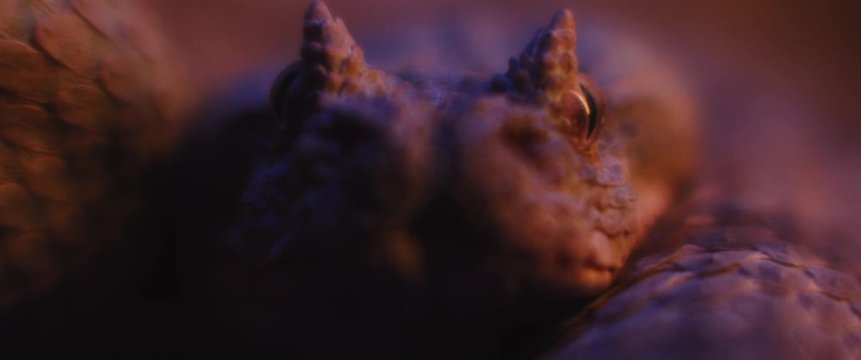 Horned viper snake lying under ultraviolet light while looking at the camera. CLOSE UP, SHALLOW DEPTH OF FIELD, SLOW MOTION, BMPCC 4K.