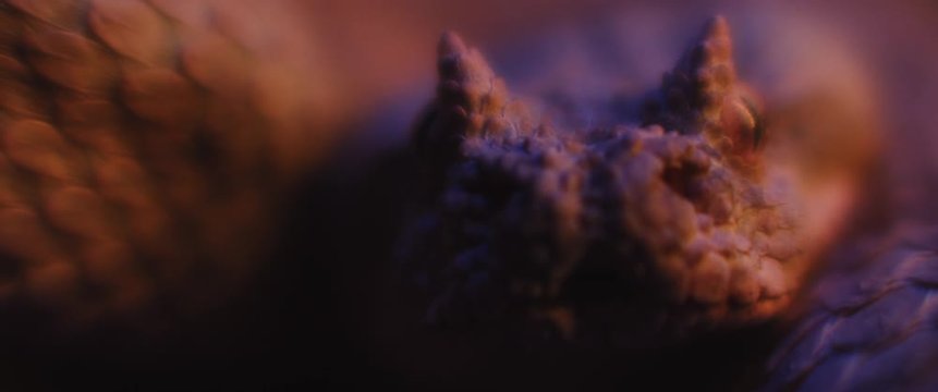 Horned viper snake lying under ultraviolet light, taking out its tongue while looking at the camera. CLOSE UP, SHALLOW DEPTH OF FIELD, SLOW MOTION, BMPCC 4K.