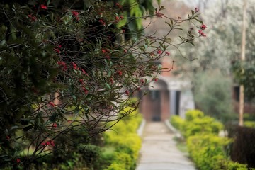 path in the park