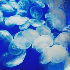 クラゲ