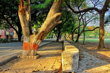 autumn in the UNIVERSITY CAMPUS