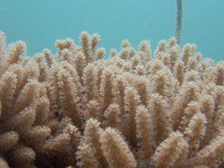 Naklejka na ściany i meble Coral close-up