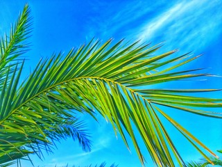 Fototapeta na wymiar Palm tree in desert of Algeria
