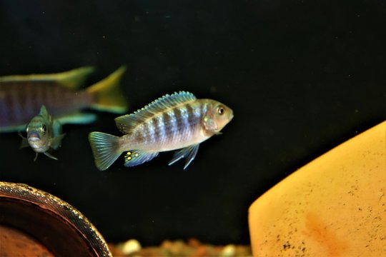 aulonocara NEON