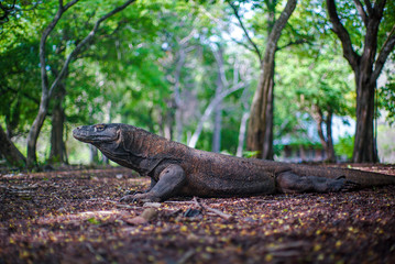 Komodo Isolated aerial photo