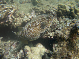 Map Puffer
