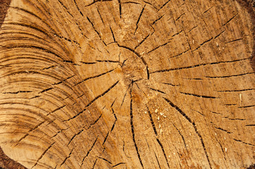 section of a log with texture, ring, cracks