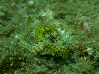 Sea moth